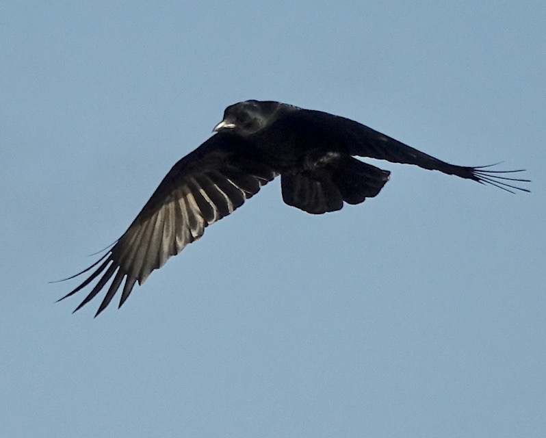 carrion crow
